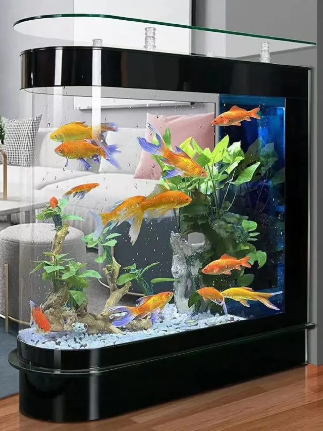 large fish tank